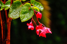 Dragon Wing Begonia Flower On The Raindrop And Blurred Background.