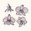 Stylized drawing orchids. Pattern of orchids. Set of vector orchids. Isolated orchids on a light background