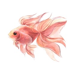 Fish 1. Hand-drawn watercolor illustration