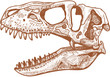 Tyrannosaurus Skull
