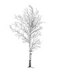 birch tree silhouette