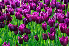 Field Of Purple Tulips