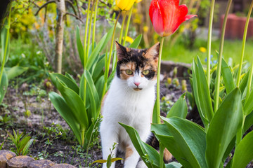  Süße Katze sitzt im Garten