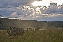 Rhino Amongst Long Grass At Dusk, Lake Nakuru, Kenya