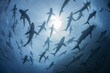 © Connect Images - Underwater silhouetted view of silky sharks gathering in spring for mating rituals, Roca Partida, Revillagigedo, Mexico