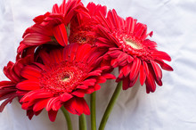 Close Up Of Red Gerberas Against A White Tablecloth Background