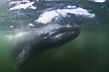 Underwater View Of Grey Whale Looking At Camera, Magadalena Bay, Baja California, Mexico