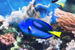 Exotic brightly colored blue tang surgeonfish