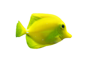 isolated brightly colored yellow tang fish