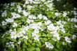 Dogwood flower（ Cornus florida）