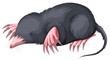 Mole with black fur