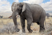 Big African Elephants On Etosha National Park