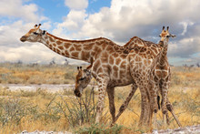 Giraffe With Calf Grazzing