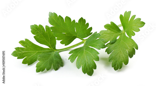 Cuadros en Lienzo Fresh parsley isolated on white