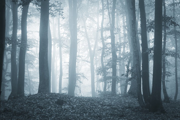Wall Mural - soft light in misty forest
