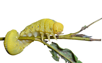 Canvas Print - Larva of sawfly 8