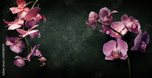 Fotografía Pink orchid on a dark background