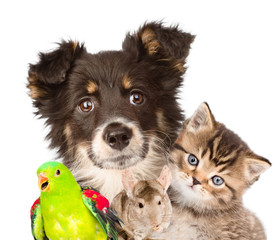 Wall Mural - Group of animals closeup. isolated on white background