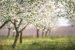 blooming cherry orchard