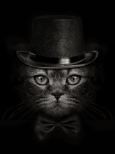 Dark Muzzle Cat Close-up In A Hat And Tie Butterfly