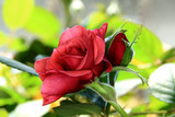Fototapeta  - Kwiat róży, pąk.
