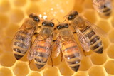 Fototapeta Zwierzęta - zbliżenie pszczół na plastrze miodu