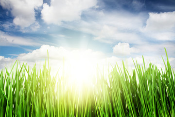 Poster - Green grass field and blue sky with sun