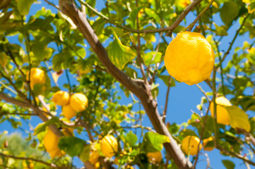 Lemons on tree