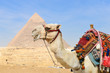 Camel in front of the Giza Pyramids - Cairo, Egypt