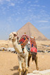 A camel in front of Giza Pyramids - Cairo, Egypt