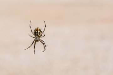 Right third orb weaver spider
