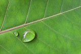 Fototapeta Łazienka - drop water on green leaf