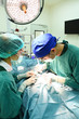 © nimon_t - two veterinarian surgeons in operating room