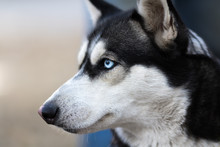 Photo Of Fluffy Husky Dog Portrait. Syberian Husky Dog Portrait