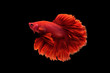 © nokkaew - Halfmoon betta fish