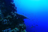 tropical sea underwater landscape