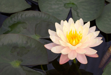 Wall Mural - Yellow lotus flower in pond