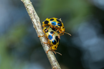 Mating beetle / Leaf beetle mating / Close-up of mating beetle