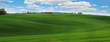 Panorama zielonego pola pszenicy 