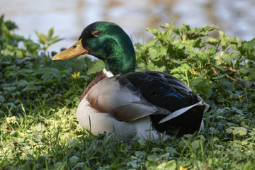 Wall Mural - beautiful wild ducks in the wild