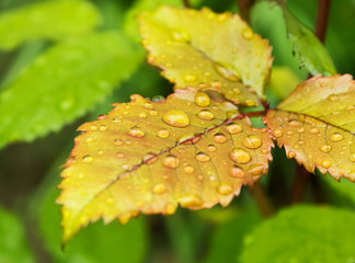 Closeup of dew droplets on green, red rose leaves. Fresh background after rain