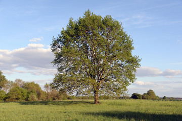 Canvas Print - Eiche im Frühling