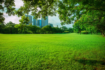 Wall Mural - beautiful morning sun shining light in public park with green gr