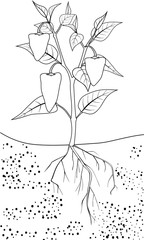 Wall Mural - coloring page with pepper on plant