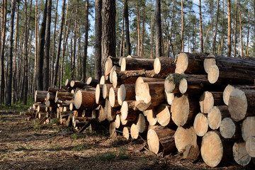 Pile of pine logs, industrial tree felling