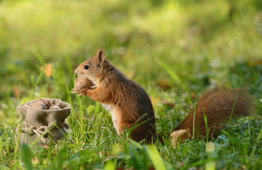 Wall Mural - squirrel sitting near a bag with nuts