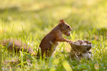 Wall Mural - squirrel holding a bag with nuts