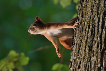 Wall Mural - squirrel sitting on a tree