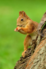 Wall Mural - squirrel sitting on a tree