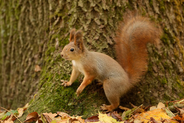 Wall Mural - squirrel sitting on a tree